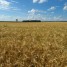 2011 год для России обещает стать самым урожайным годом за последние десятилетия