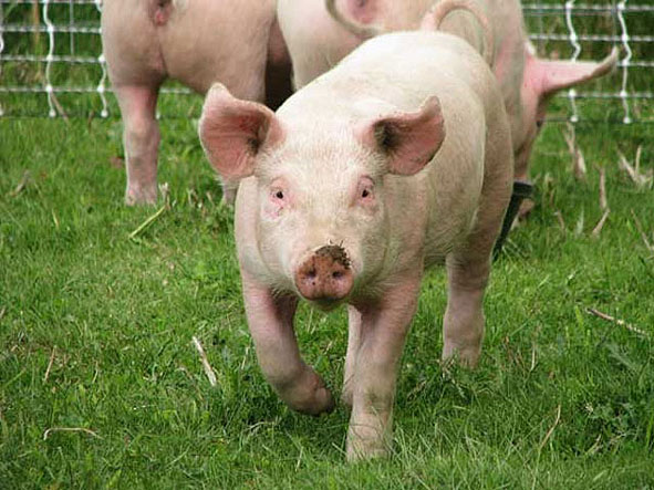 Чрезвычайные меры министерства сельского хозяйства по предупреждению возникновения африканской чумы свиньи