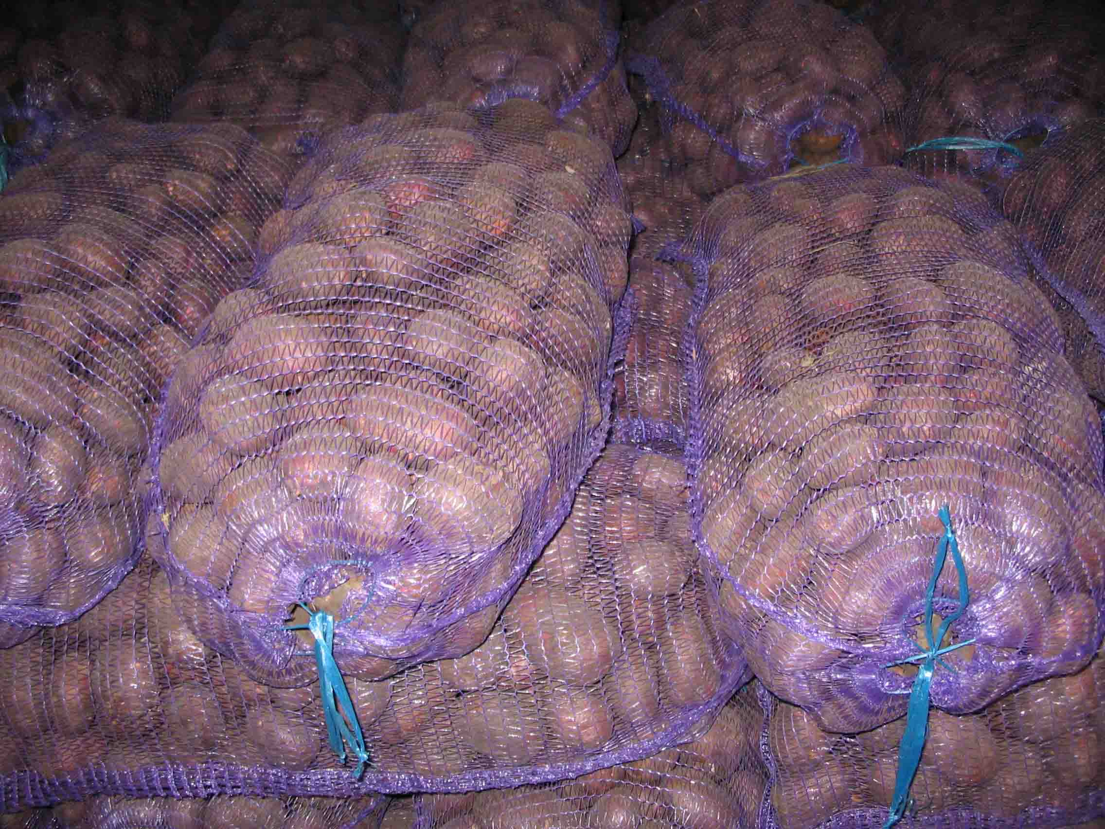 День Картофельного Поля в Самарской области