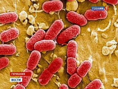 Источник кишечной палочки в Германии и Франции Источник кишечной палочки в Германии и Франции