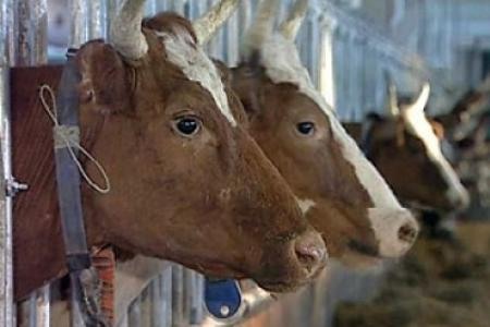Проблемы развития молочного животноводства в России