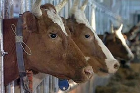 Проблемы развития молочного животноводства в России Проблемы развития молочного животноводства в России