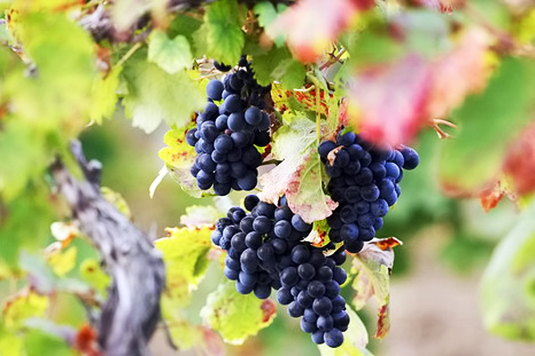 Развитие виноградарства в Украине