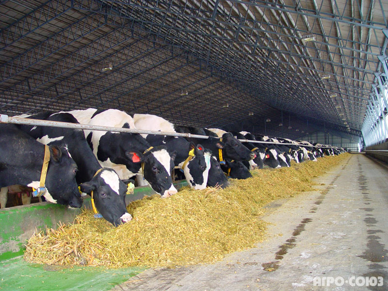 Семейные молочные фермы в Татарстане