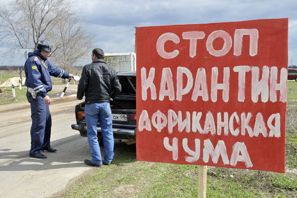 В 2011 году по оценкам Россельхознадзора ущерб от АЧС возможно составит 8 миллиардов рублей В 2011 году по оценкам Россельхознадзора ущерб от АЧС возможно составит 8 миллиардов рублей
