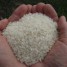 Как спасти будущие урожаи риса благодаря эндофитам
