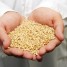 Экспорт зерна из Краснодарского края перешел семимиллионный рубеж.